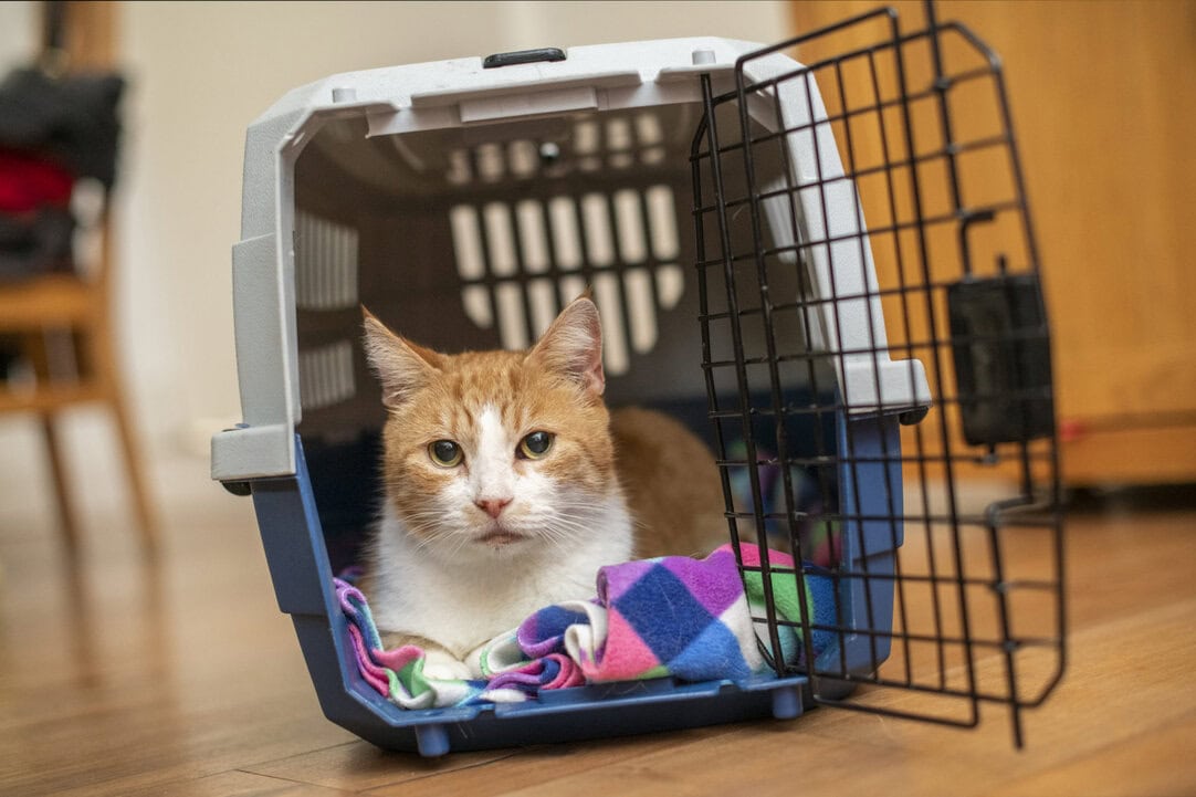 How to train your cat to enter a carrier Woodgreen Pets Charity